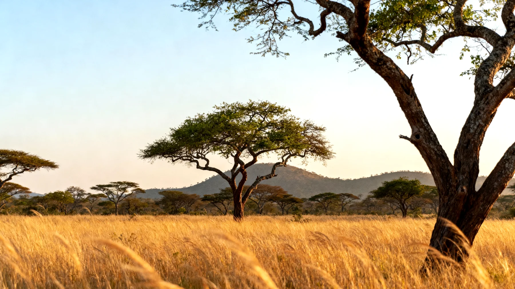 Parco Nazionale di Yala"