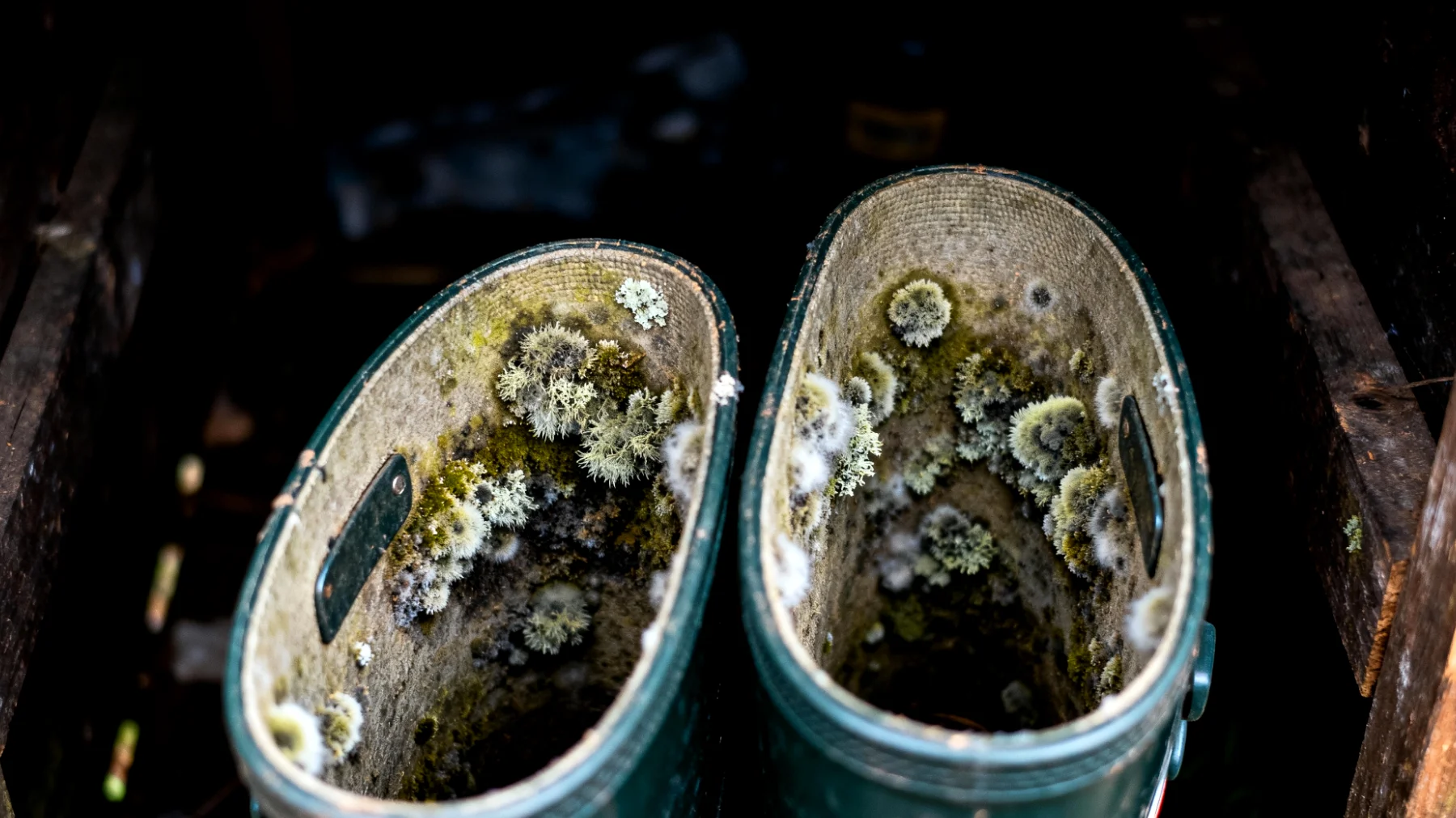 Stivali da giardino"