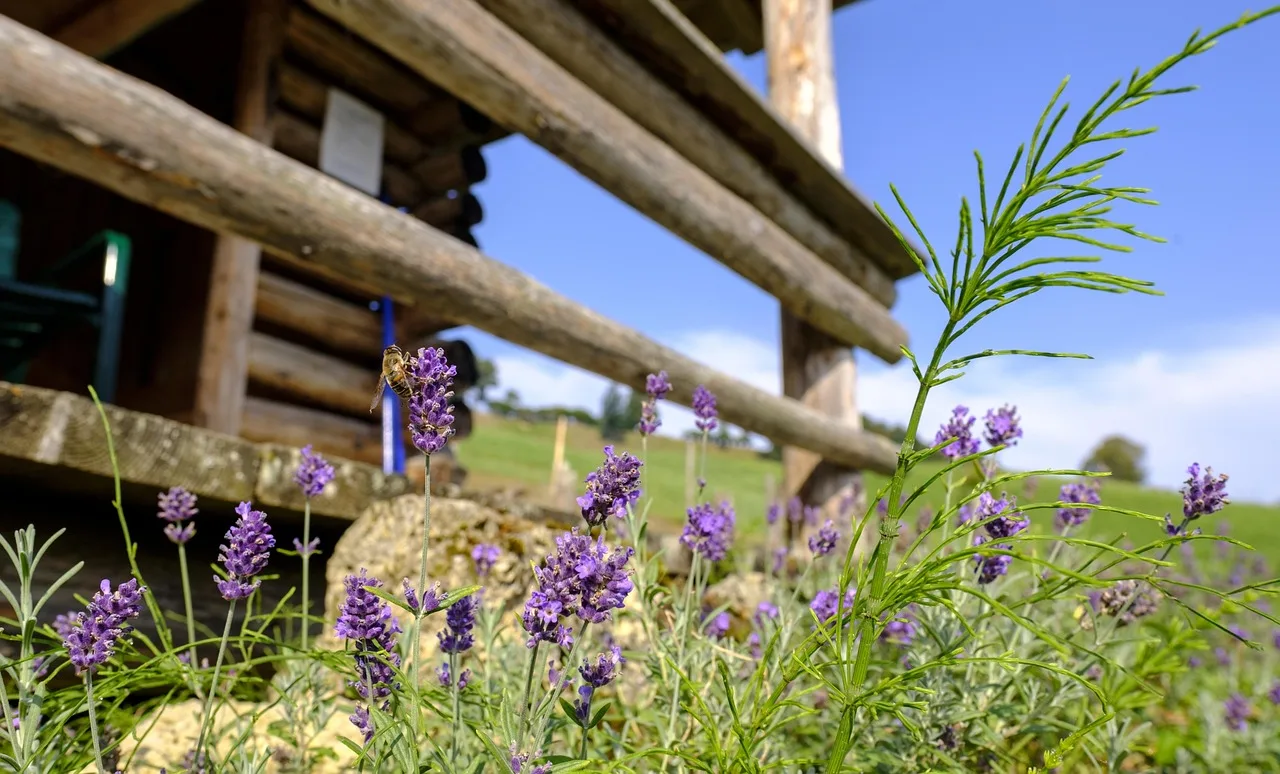 Le api stanno sparendo dal tuo giardino e probabilmente non sai ancora perché: la soluzione è più semplice di quanto pensi2026-05-01T09:49:25.721Z"
