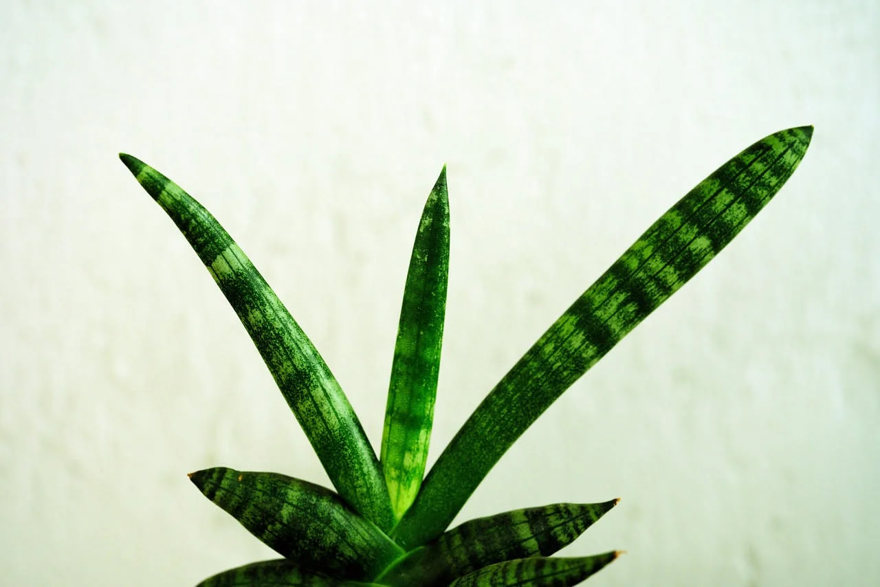 Sanseveria in casa: l'errore che fanno quasi tutti la uccide lentamente (e non è la mancanza d'acqua)2026-05-01T11:04:45.264Z"