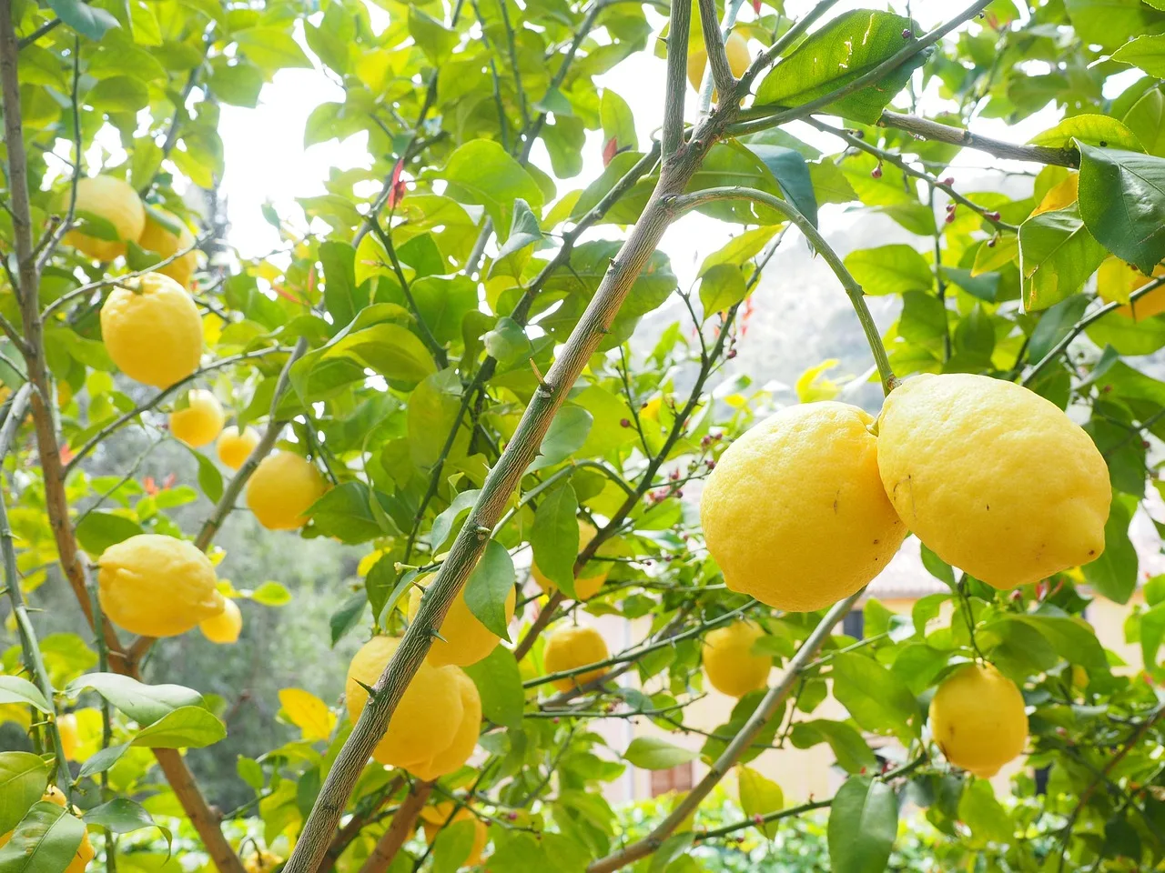 Il tuo limone in vaso sta perdendo le foglie: ecco cosa sta cercando di dirti2026-05-02T09:35:04.529Z"