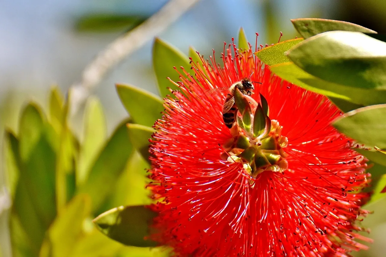 La pianta australiana con i fiori rossi che api e farfalle adorano e che quasi nessuno conosce ancora in Italia2026-05-02T09:48:07.621Z"